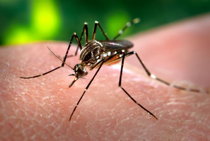 Maricopa County expects mosquito surge after heavy rain